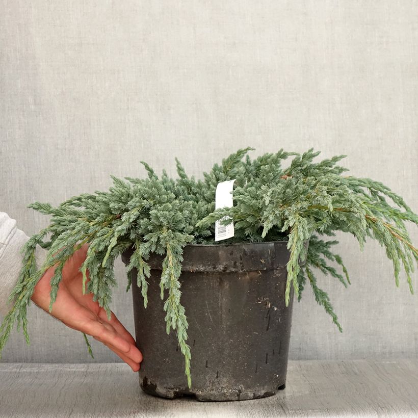 Esemplare di Juniperus squamata Blue Spider - Ginepro Vaso da 7,5L/10L come consegnato in autunno