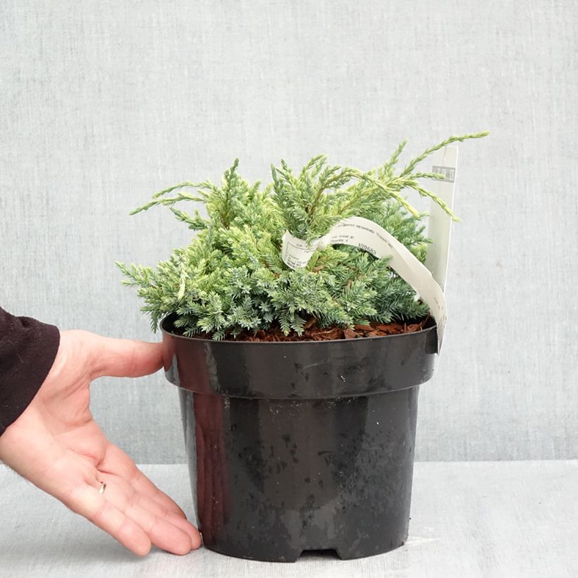 Esemplare di Juniperus squamata Dream Joy - Ginepro Vaso da 2L/3L come consegnato in autunno