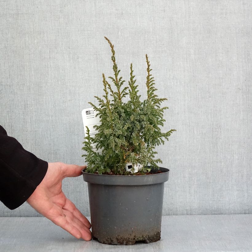 Genévrier écailleux - Juniperus squamata Loderi Pot de 2L/3L esemplare consegnato in inverno