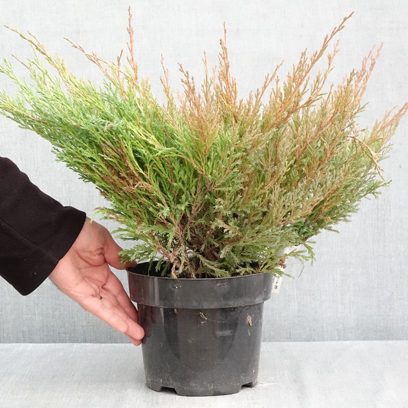 Esemplare di Juniperus horizontalis Andorra Compact - Ginepro strisciante Vaso da 2L/3L come consegnato in autunno
