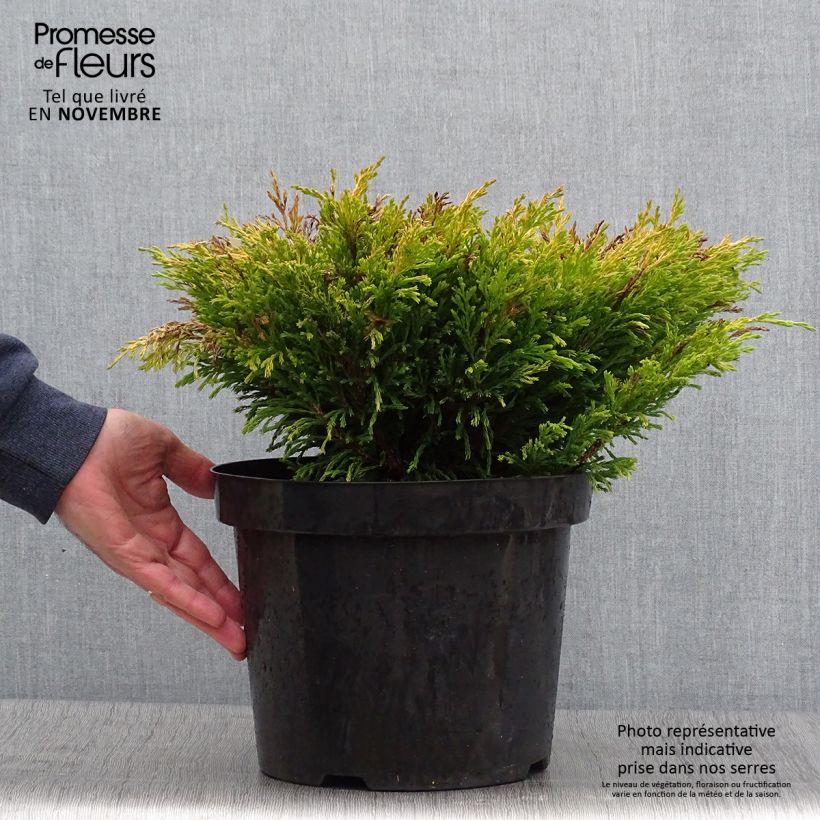 Esemplare di Genévrier horizontal - Juniperus horizontalis Limeglow Pot de 7,5L/10L come consegnato in autunno