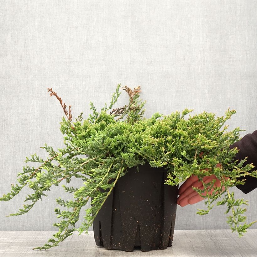 Example of Juniperus horizontalis Prince Of Wales - Ginepro strisciante Vaso da 7,5L/10L as you get in printemps