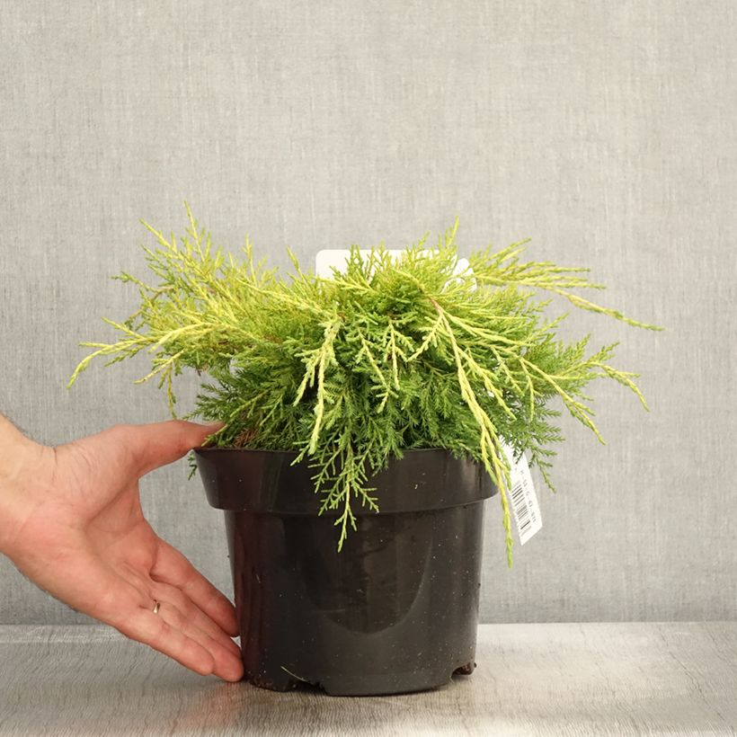 Esemplare di Genévrier - Juniperus pfitzeriana King Of Spring Pot de 2L/3L come consegnato in autunno