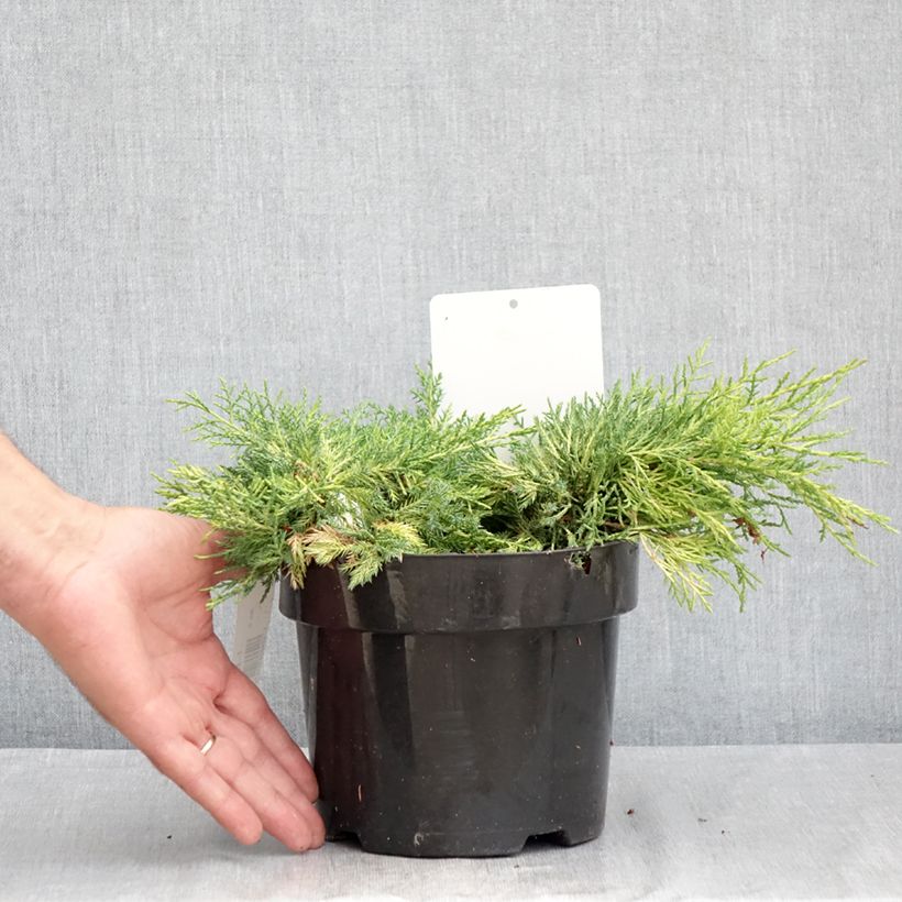 Esemplare di Juniperus pfitzeriana King of Spring - Ginepro Vaso da 2L/3L consegnato in estate