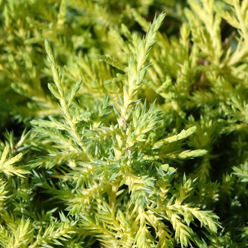 Juniperus pfitzeriana King of Spring - Ginepro (Foliage)