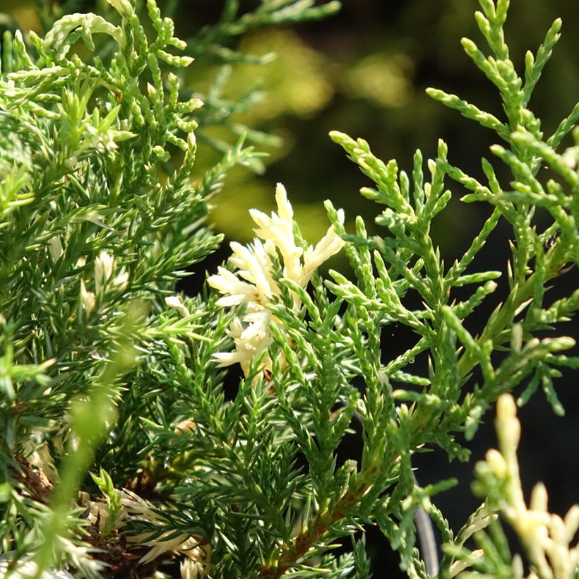 Juniperus pfitzeriana White Splash - Ginepro (Fogliame)