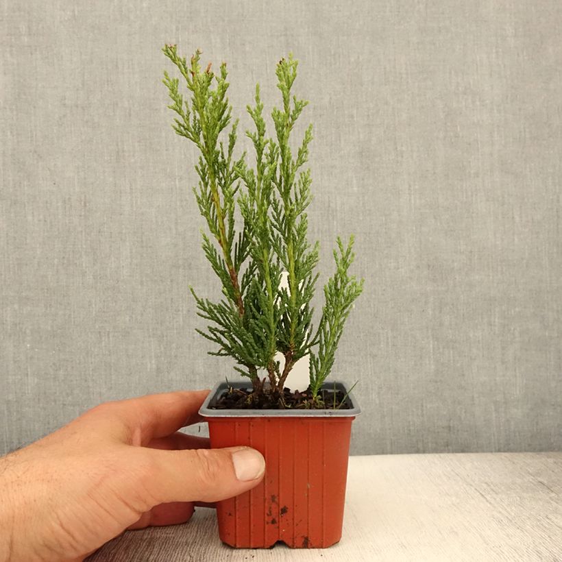 Example of Juniperus scopulorum Moonglow - Ginepro Vasetto da 8/9 cm as you get in printemps