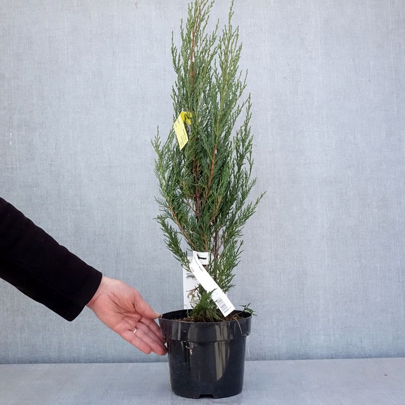 Example of Juniperus scopulorum Moonglow - Ginepro Vaso da 2L/3L as you get in printemps