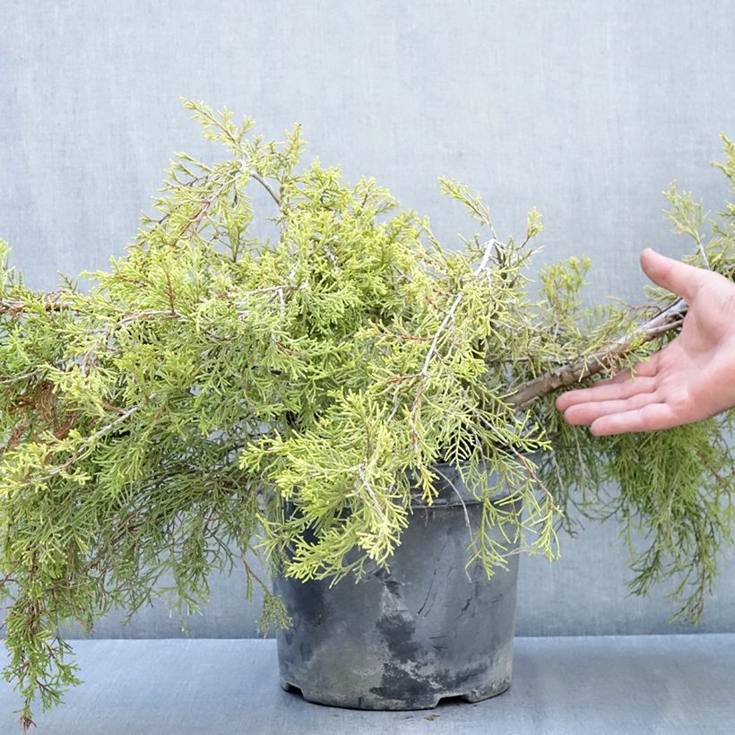 Esemplare di Juniperus pfitzeriana Gold Coast - Ginepro Vaso da 7,5L/10L come consegnato in autunno