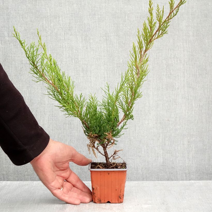 Esemplare di Juniperus media Mint Julep - Ginepro Vasetto da 8/9 cm come consegnato in autunno