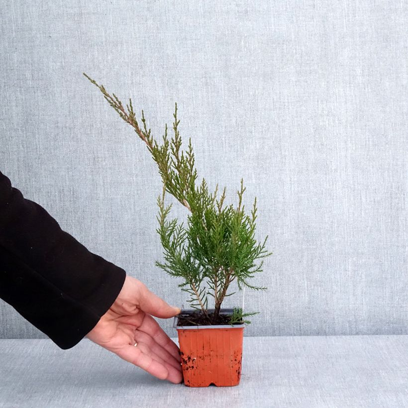 Genévrier - Juniperus x media Mint Julep Godet de 8/9 cm esemplare consegnato in inverno