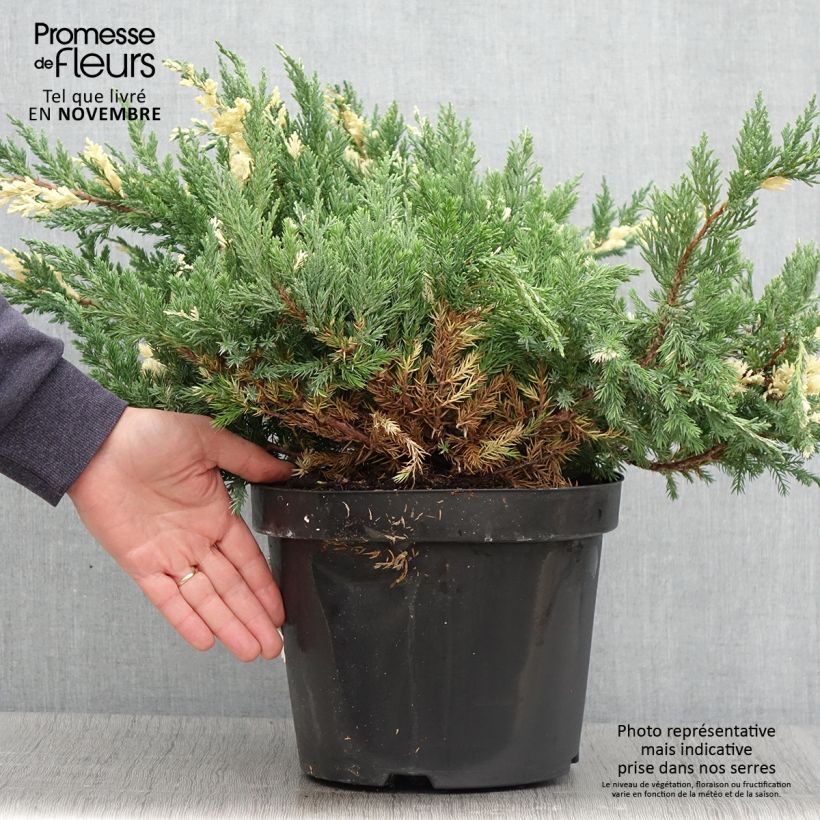 Esemplare di Genévrier rampant - Juniperus chinensis Expansa Variegata Pot de 7,5L/10L come consegnato in autunno