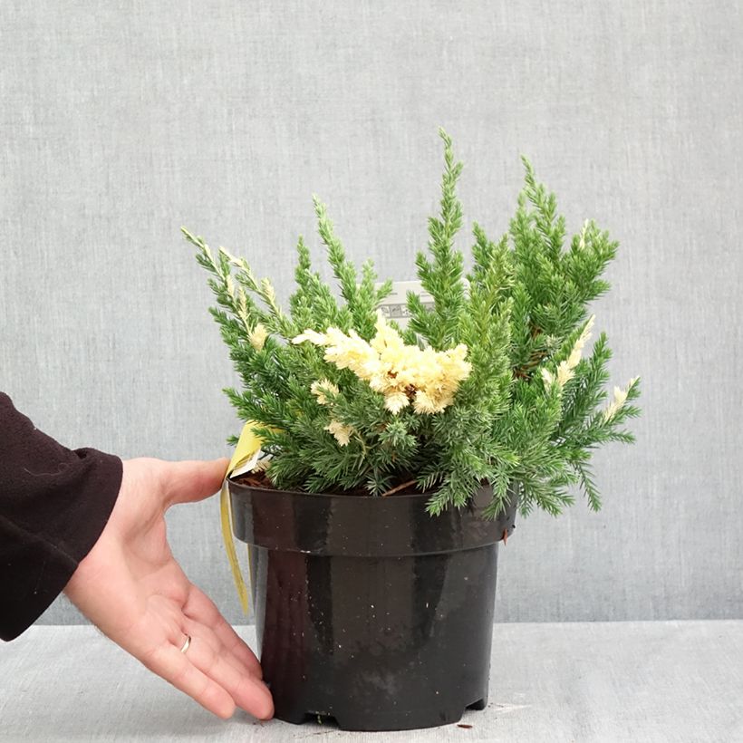 Esemplare di Juniperus chinensis Expansa Variegata - Ginepro cinese Vaso da 2L/3L come consegnato in autunno