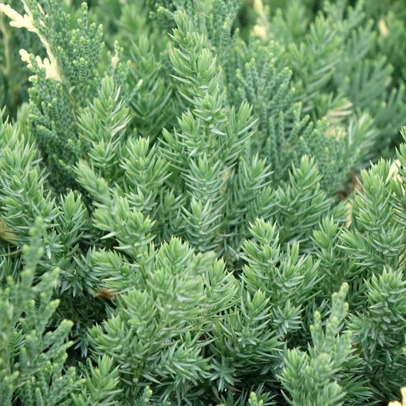 Juniperus chinensis Expansa Variegata - Ginepro cinese (Foliage)