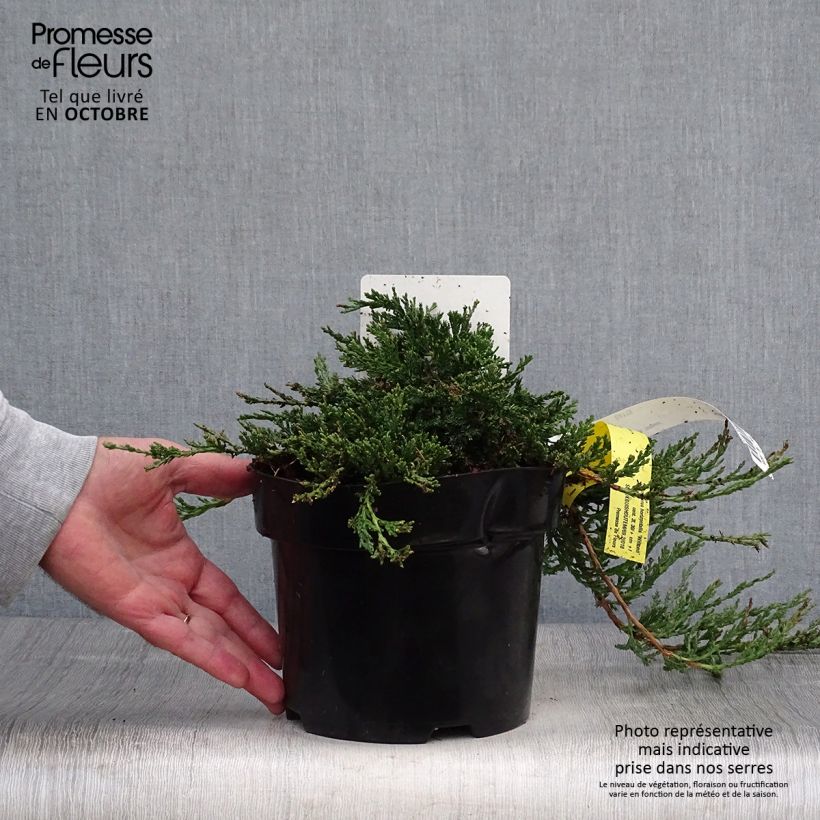 Esemplare di Juniperus horizontalis Wiltonii - Ginepro strisciante Vaso da 2L/3L come consegnato in autunno