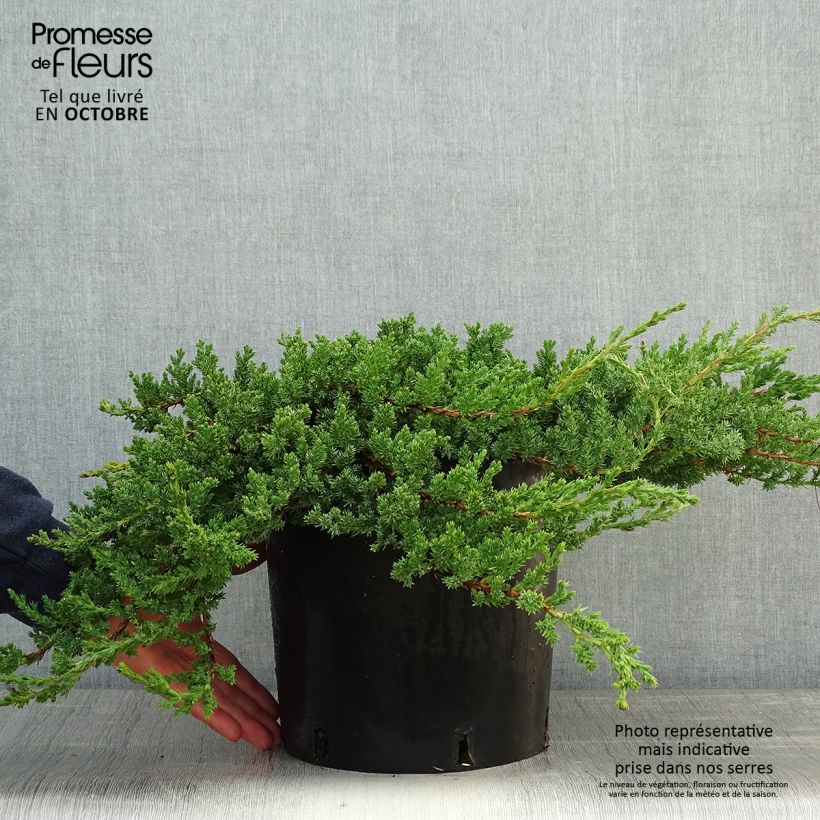 Esemplare di Genévrier rampant - Juniperus procumbens Nana Pot de 7,5L/10L come consegnato in autunno
