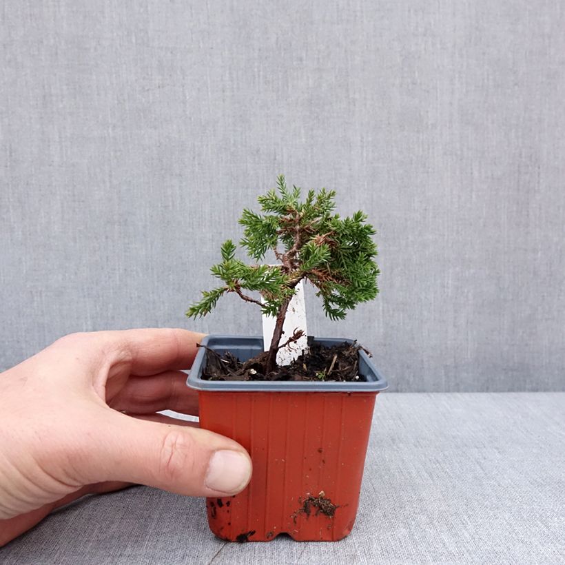 Juniperus procumbens Nana - Ginepro nano Vasetto da 8/9 cm esemplare consegnato in inverno