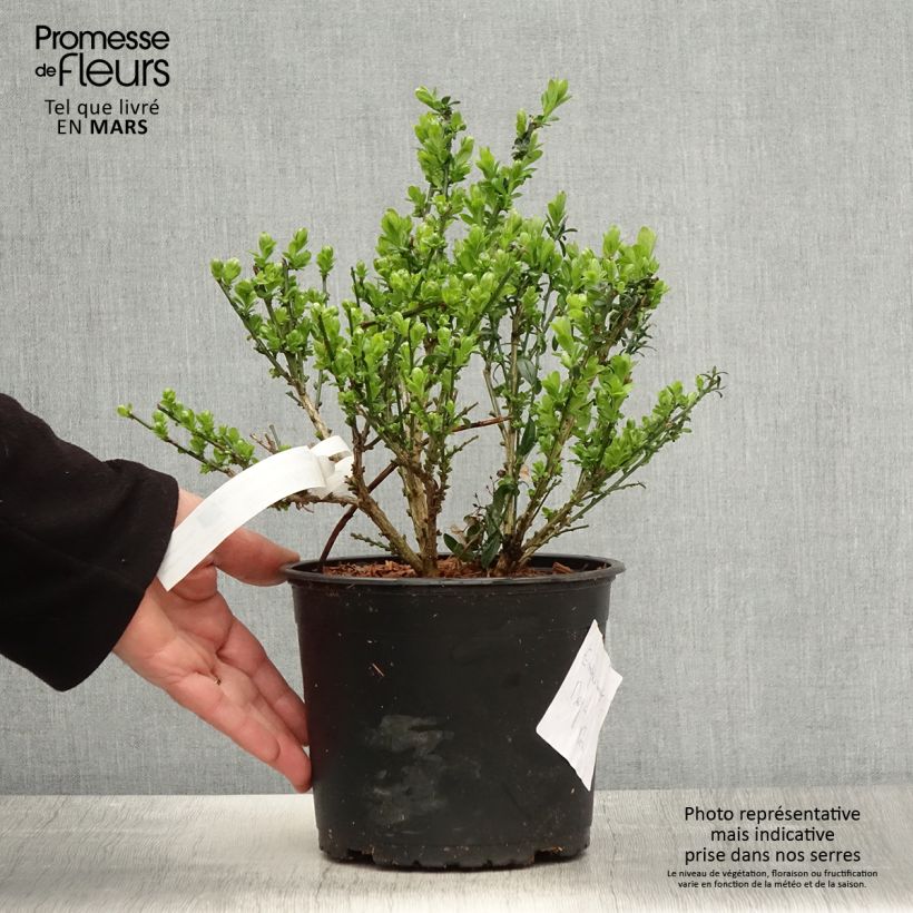 Genista tinctoria - Ginestra minore Vaso da 3L/4L esemplare consegnato in primavera