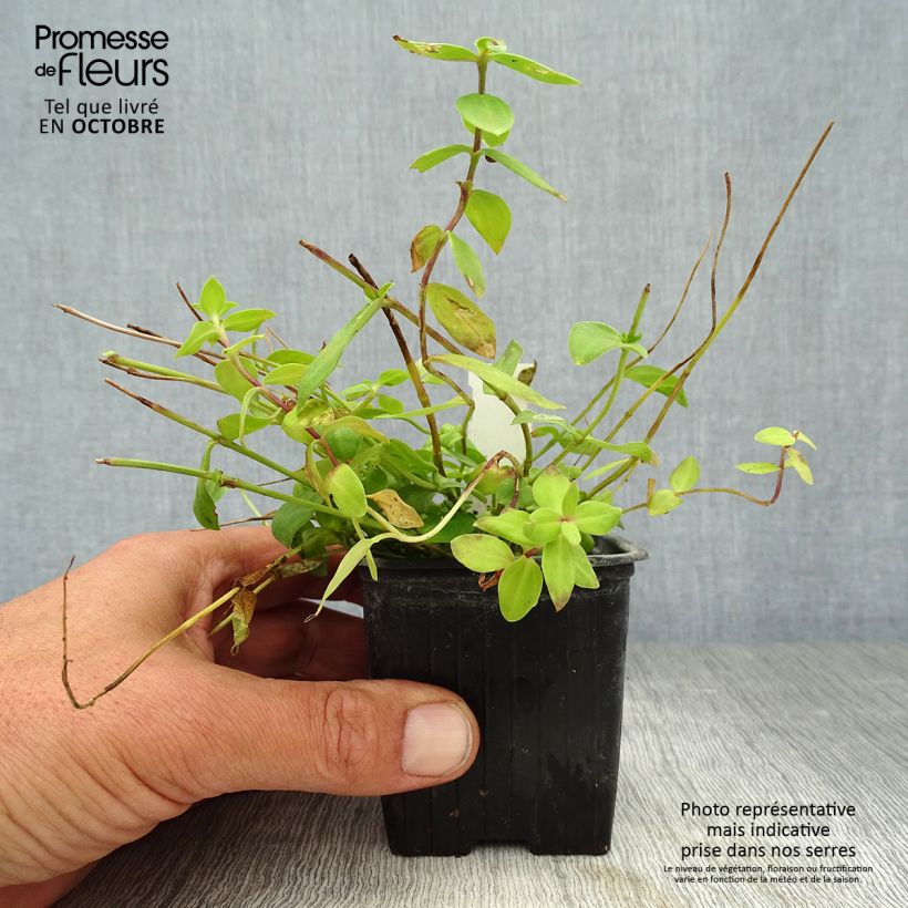 Esemplare di Gentiana Little Pinkie - Genziana Vasetto da 8/9 cm come consegnato in autunno