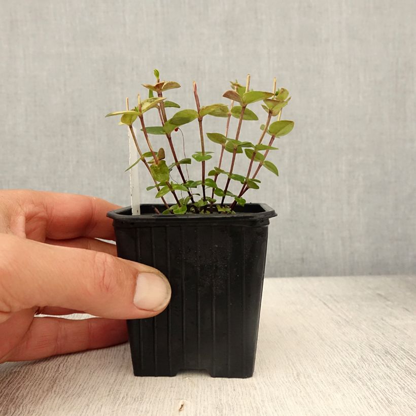 Gentiana scabra Zuki-rindo - Genziana Vasetto da 8/9 cm esemplare consegnato in primavera