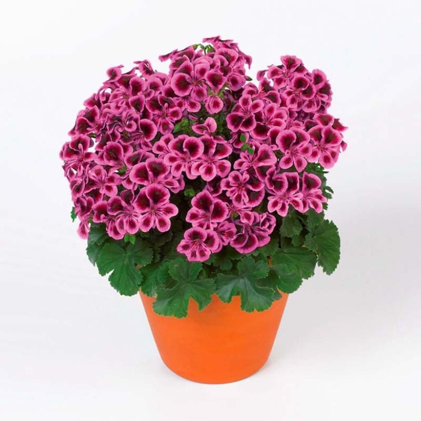 Pelargonium Angel Eyes Blueberry (Plant habit)