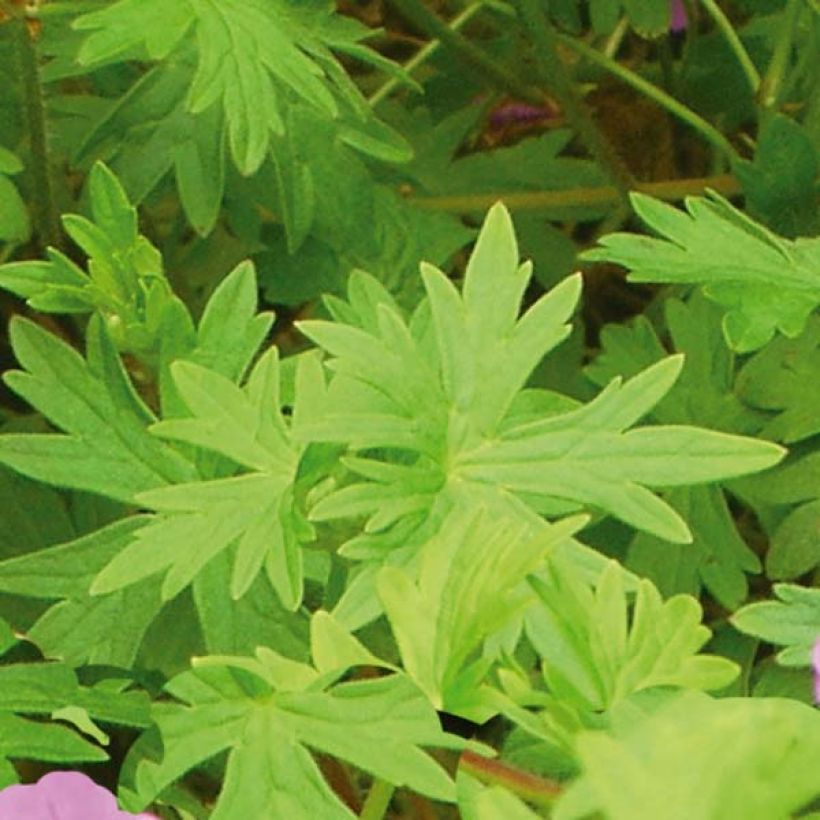 Geranium Dilys (Fogliame)