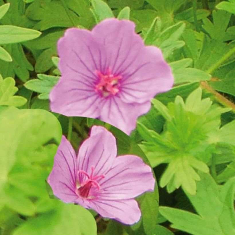 Geranium Dilys (Fioritura)