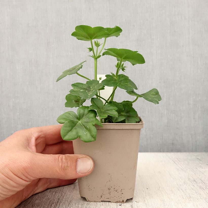 Geranio edera Rainbow Amethyst Vasetto da 8/9 cm esemplare consegnato in primavera