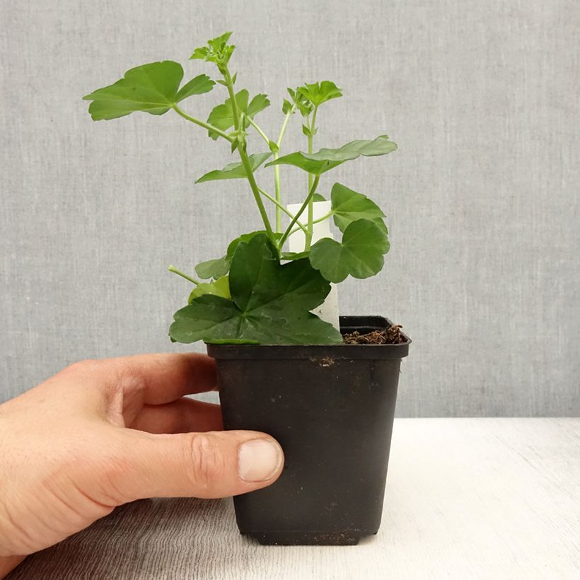 Geranio edera Balcon Desrumeaux Vasetto da 8/9 cm esemplare consegnato in primavera