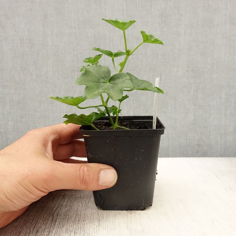 Example of Pelargonium Roi des Balcons rosso Vasetto da 8/9 cm as you get in printemps