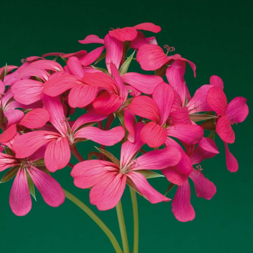 Pelargonium Rois des Balcons Noa (Flowering)