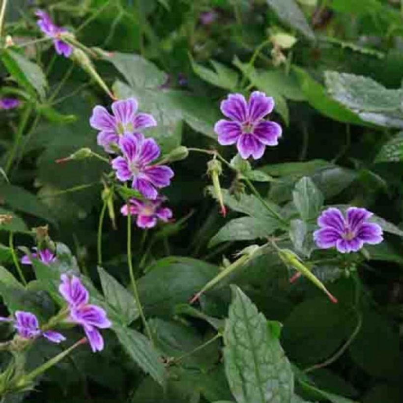 Geranium nodosum Clos du Coudray - Geranio nodoso (Fioritura)
