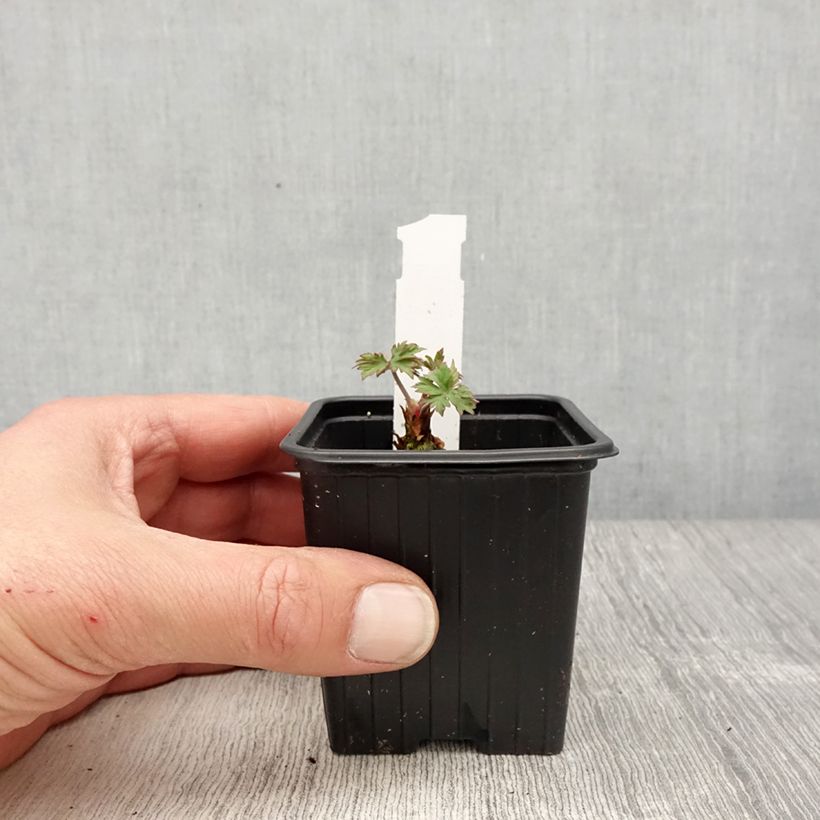 Example of Geranium pratense Else Lacey - Geranio dei prati Vasetto da 8/9 cm as you get in printemps