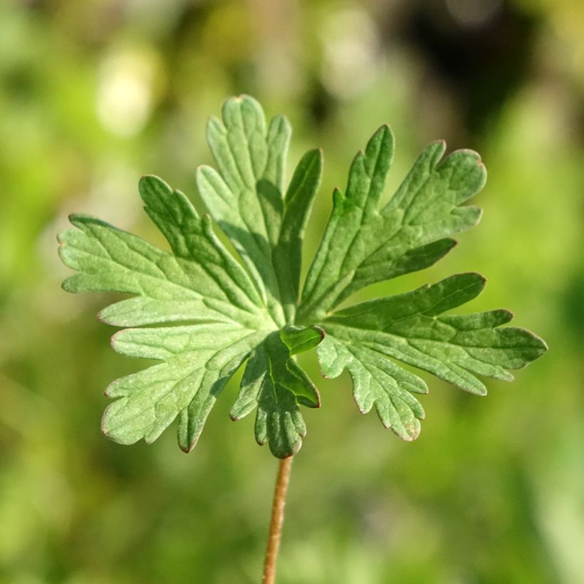 Geranium pratense Else Lacey - Geranio dei prati (Foliage)