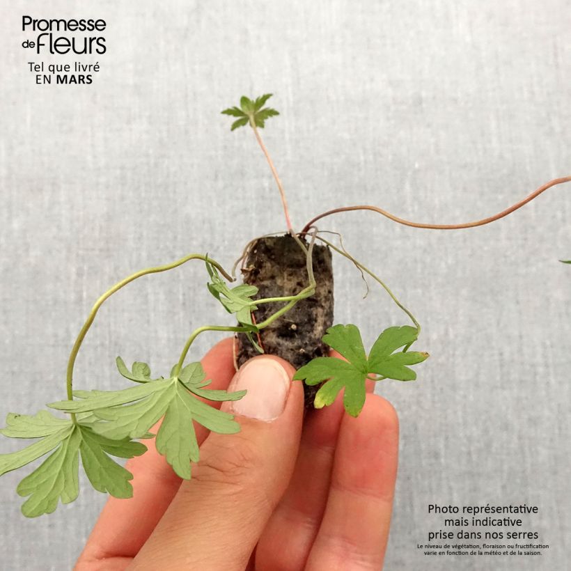 Example of Geranium pratense Else Lacey - Geranio dei prati Mini zolla Ø 1,5/2,5 cm as you get in printemps