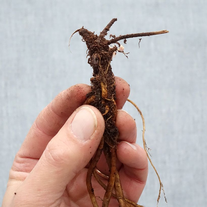 Geranium Ann Folkard Piante piccole a radice nuda esemplare consegnato in inverno