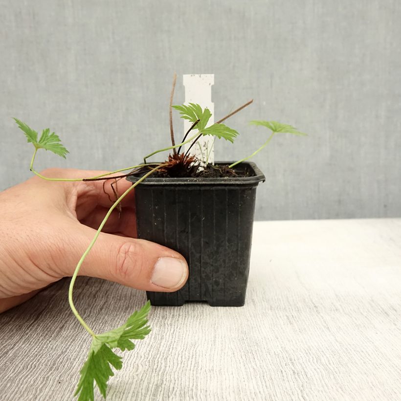 Esemplare di Geranium Blue Cloud Vasetto da 8/9 cm come consegnato in autunno