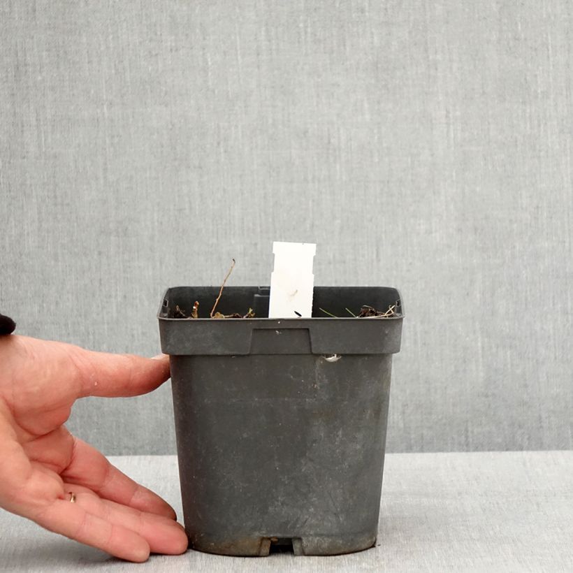 Example of Geranium Blue Sunrise Vaso da 2L/3L as you get in printemps