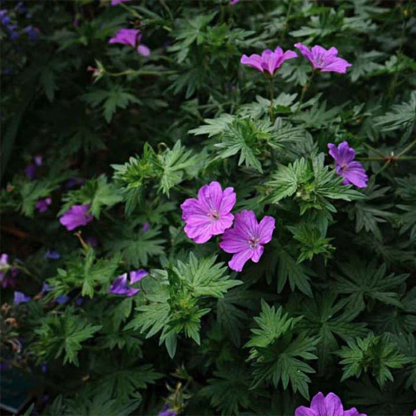 Geranium sanguineum Blushing Turtle - Geranio sanguigno (Flowering)