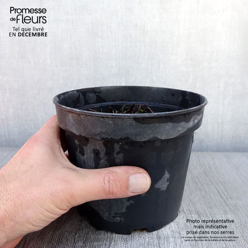 Esemplare di Géranium vivace Blushing Turtle Pot de 2L/3L come consegnato in autunno