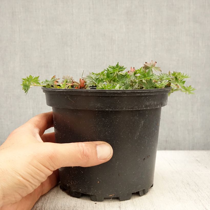 Example of Geranium sanguineum Blushing Turtle - Geranio sanguigno Vaso da 2L/3L as you get in printemps