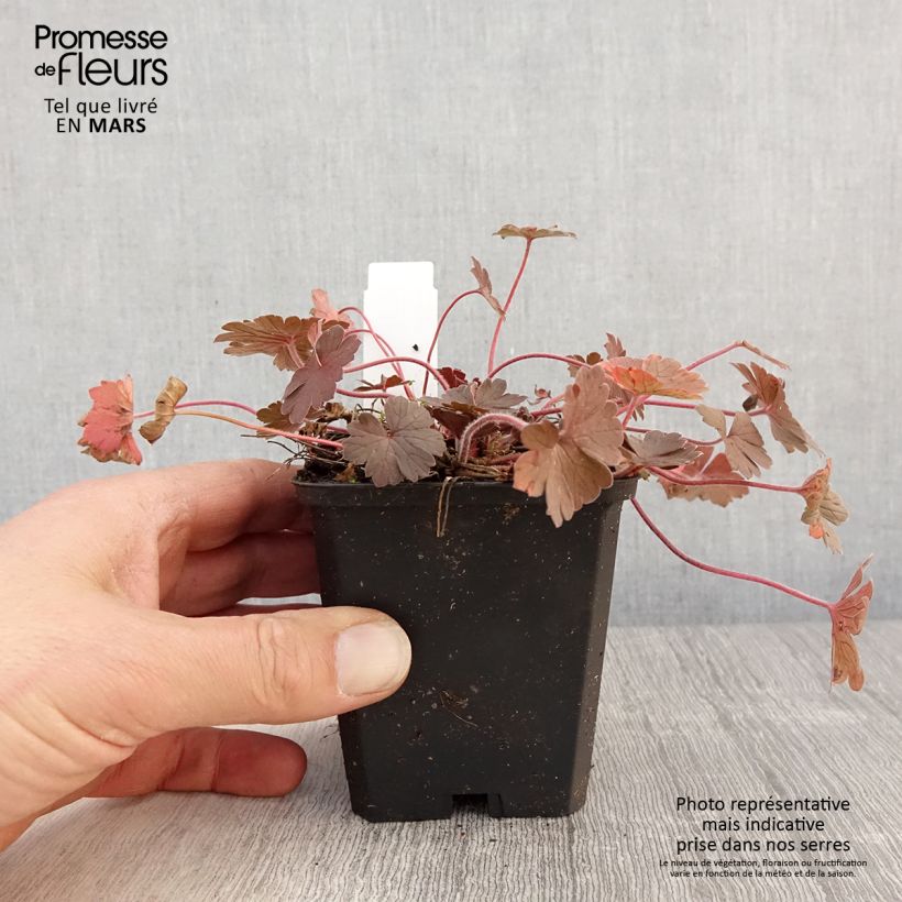 Geranium sessiliflorum Bob's Blunder Vasetto da 8/9 cm esemplare consegnato in primavera
