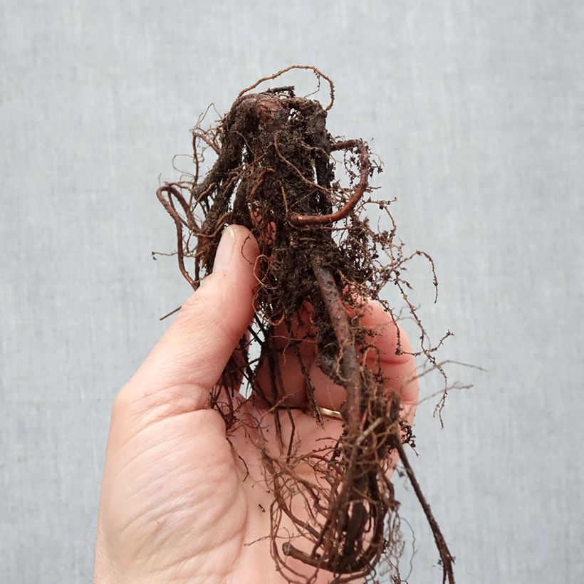 Example of Geranium Brookside Piante piccole a radice nuda as you get in hiver