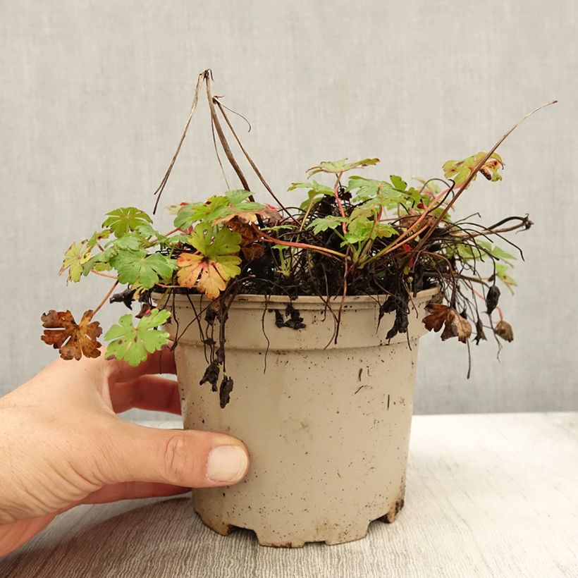 Esemplare di Geranium cantabrigiense Biokovo Vaso da 2L/3L come consegnato in autunno