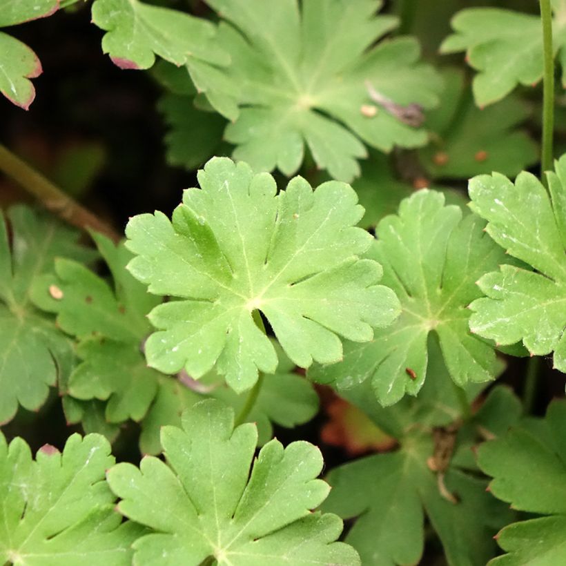 Geranium cantabrigiense Cambridge (Fogliame)