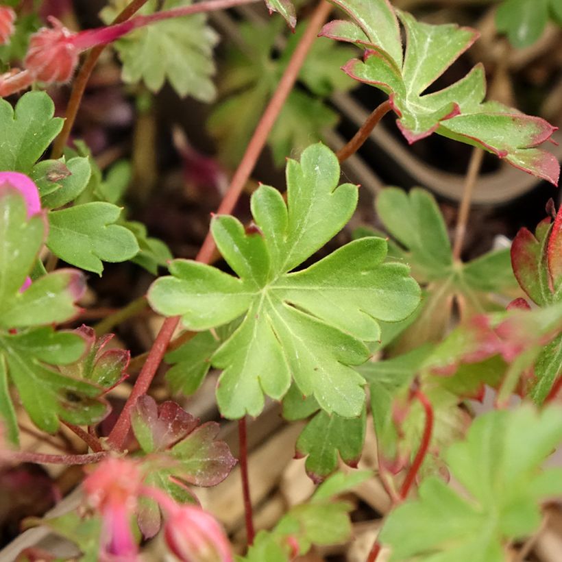 Geranium cantabrigiense Crystal Rose (Fogliame)