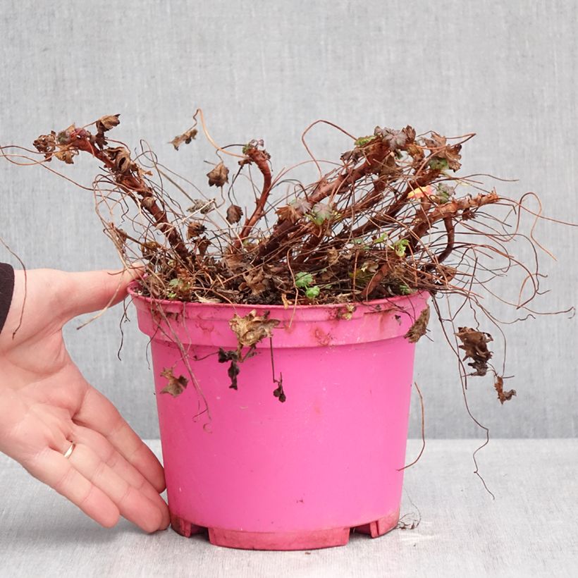 Geranium cantabrigiense Karmina Vaso da 2L/3L esemplare consegnato in inverno