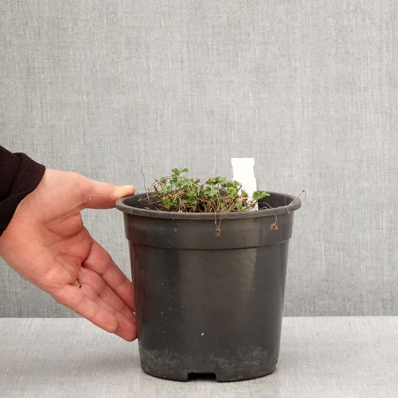 Example of Geranium cinereum Jolly Jewel Night Vaso da 2L/3L as you get in printemps