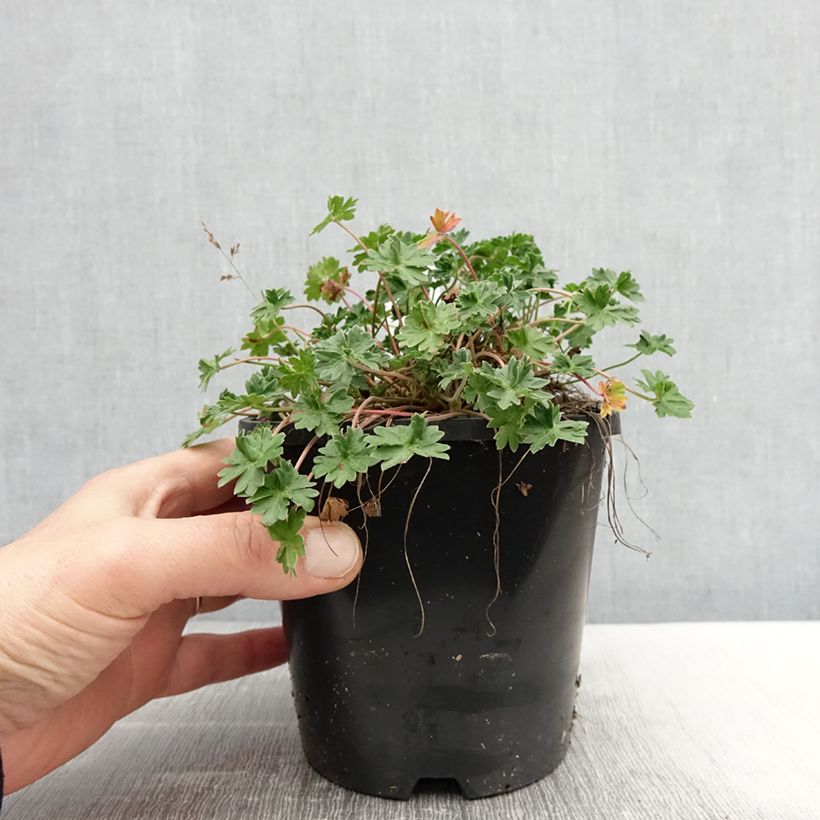 Geranium cinereum Laurence Flatman Vaso da 1,5L/2L esemplare consegnato in primavera