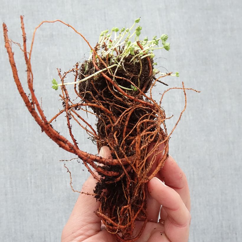 Geranium cinereum Laurence Flatman Piante piccole a radice nuda esemplare consegnato in inverno